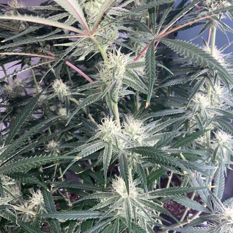 SUPER LEMON HAZE, MOBY-D, CRITICAL +2 & GORILLA GLUE #4 growlog timeline photo