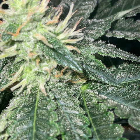 SUPER LEMON HAZE, MOBY-D, CRITICAL +2 & GORILLA GLUE #4 growlog timeline photo