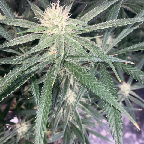 SUPER LEMON HAZE, MOBY-D, CRITICAL +2 & GORILLA GLUE #4 growlog timeline photo