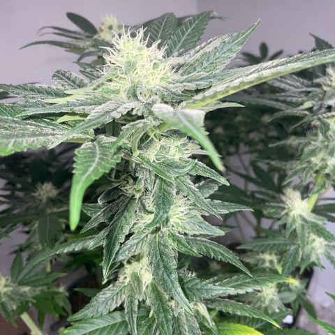 SUPER LEMON HAZE, MOBY-D, CRITICAL +2 & GORILLA GLUE #4 growlog timeline photo