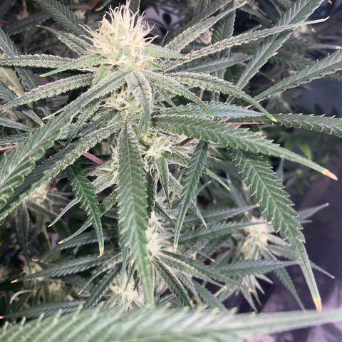 SUPER LEMON HAZE, MOBY-D, CRITICAL +2 & GORILLA GLUE #4 growlog timeline photo