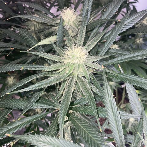 SUPER LEMON HAZE, MOBY-D, CRITICAL +2 & GORILLA GLUE #4 growlog timeline photo