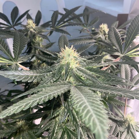 SUPER LEMON HAZE, MOBY-D, CRITICAL +2 & GORILLA GLUE #4 growlog timeline photo