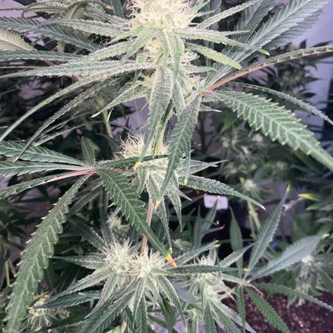 SUPER LEMON HAZE, MOBY-D, CRITICAL +2 & GORILLA GLUE #4 growlog timeline photo