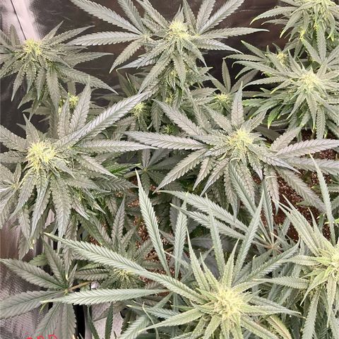 LAFANTA CBD growlog timeline photo