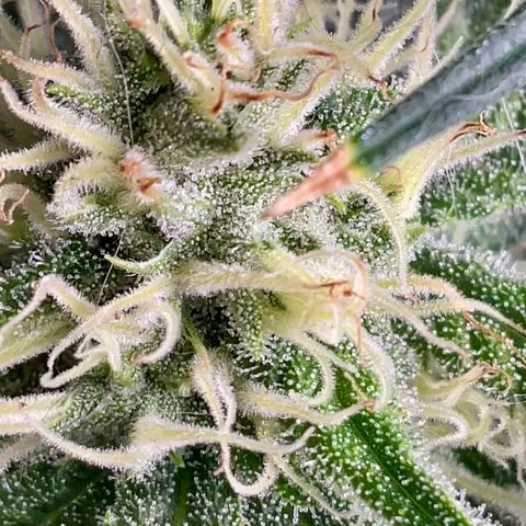 SUPER LEMON HAZE, MOBY-D, CRITICAL +2 & GORILLA GLUE #4 growlog timeline photo