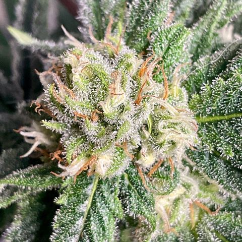 SUPER LEMON HAZE, MOBY-D, CRITICAL +2 & GORILLA GLUE #4 growlog timeline photo
