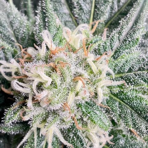 SUPER LEMON HAZE, MOBY-D, CRITICAL +2 & GORILLA GLUE #4 growlog timeline photo