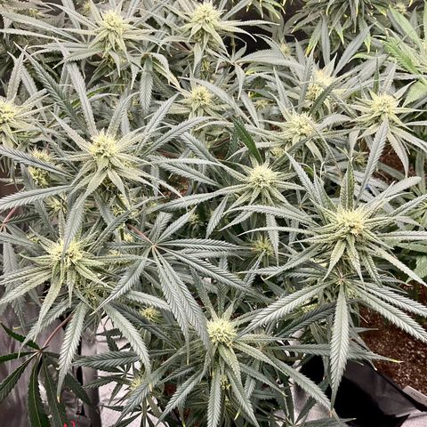 SUPER LEMON HAZE, MOBY-D, CRITICAL +2 & GORILLA GLUE #4 growlog timeline photo