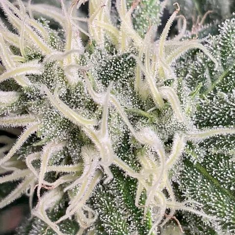 SUPER LEMON HAZE, MOBY-D, CRITICAL +2 & GORILLA GLUE #4 growlog timeline photo