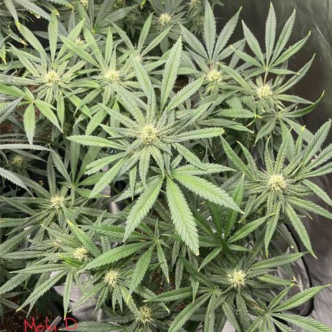 SUPER LEMON HAZE, MOBY-D, CRITICAL +2 & GORILLA GLUE #4 growlog timeline photo