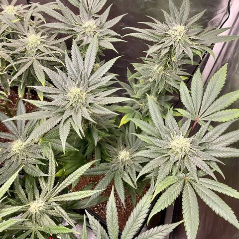 SUPER LEMON HAZE, MOBY-D, CRITICAL +2 & GORILLA GLUE #4 growlog timeline photo