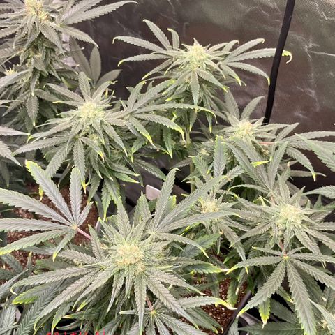 SUPER LEMON HAZE, MOBY-D, CRITICAL +2 & GORILLA GLUE #4 growlog timeline photo