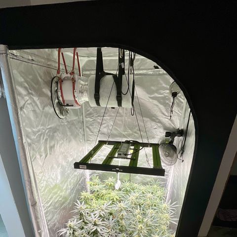 LAFANTA CBD growlog photo: Filtro de carbón 