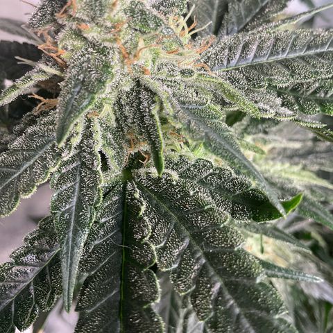 LAFANTA CBD growlog timeline photo