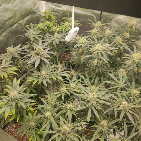 SUPER LEMON HAZE, MOBY-D, CRITICAL +2 & GORILLA GLUE #4 growlog timeline photo