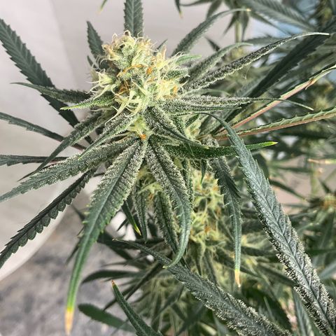 SUPER LEMON HAZE, MOBY-D, CRITICAL +2 & GORILLA GLUE #4 growlog timeline photo