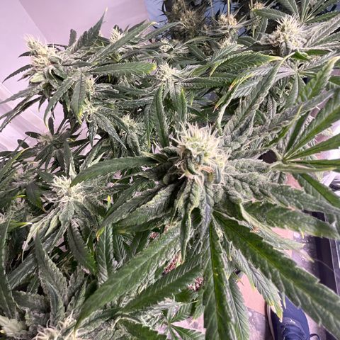 SUPER LEMON HAZE, MOBY-D, CRITICAL +2 & GORILLA GLUE #4 growlog timeline photo