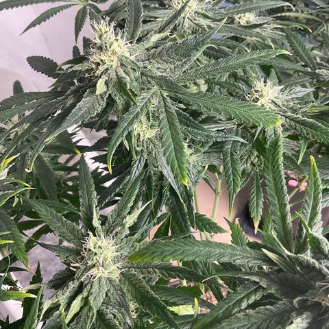 SUPER LEMON HAZE, MOBY-D, CRITICAL +2 & GORILLA GLUE #4 growlog timeline photo