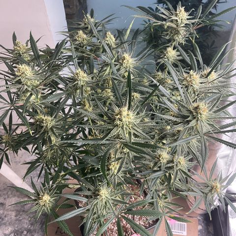 SUPER LEMON HAZE, MOBY-D, CRITICAL +2 & GORILLA GLUE #4 growlog timeline photo