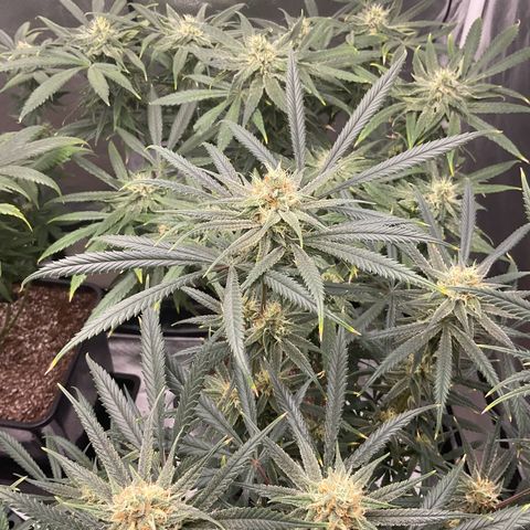 SUPER LEMON HAZE, MOBY-D, CRITICAL +2 & GORILLA GLUE #4 growlog timeline photo