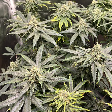 LAFANTA CBD growlog timeline photo