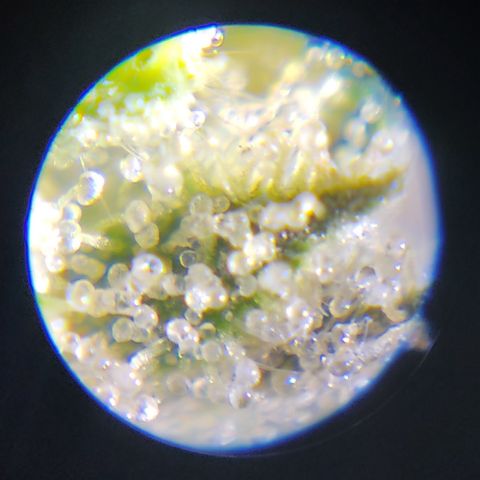 LAFANTA CBD growlog timeline photo