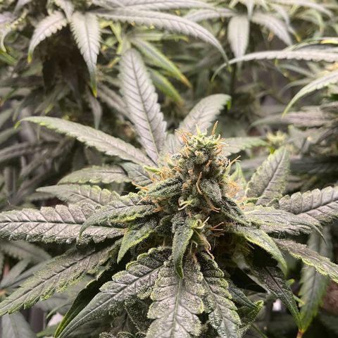 LAFANTA CBD growlog timeline photo