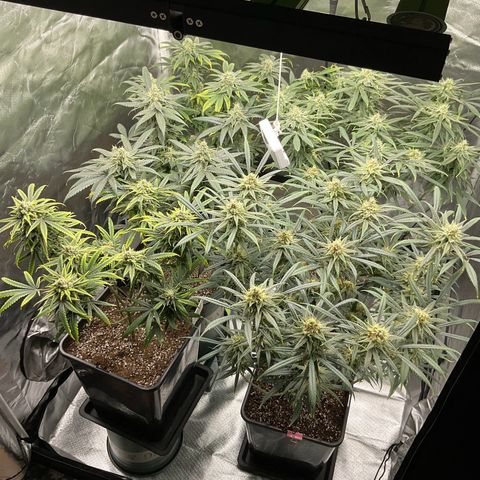 SUPER LEMON HAZE, MOBY-D, CRITICAL +2 & GORILLA GLUE #4 growlog timeline photo