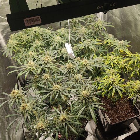 SUPER LEMON HAZE, MOBY-D, CRITICAL +2 & GORILLA GLUE #4 growlog timeline photo