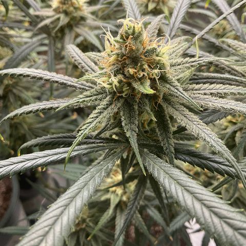 SUPER LEMON HAZE, MOBY-D, CRITICAL +2 & GORILLA GLUE #4 growlog timeline photo