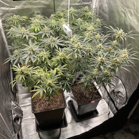 SUPER LEMON HAZE, MOBY-D, CRITICAL +2 & GORILLA GLUE #4 growlog timeline photo