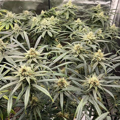 SUPER LEMON HAZE, MOBY-D, CRITICAL +2 & GORILLA GLUE #4 growlog timeline photo