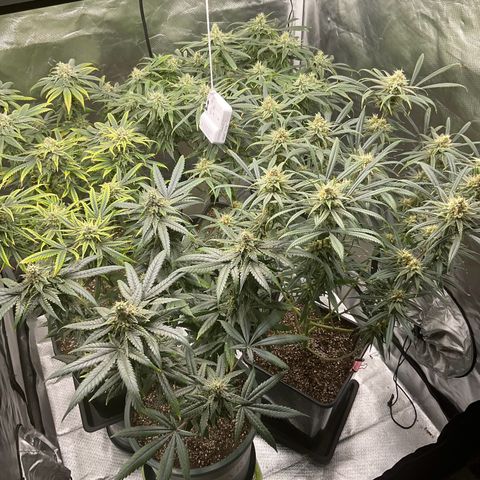 SUPER LEMON HAZE, MOBY-D, CRITICAL +2 & GORILLA GLUE #4 growlog timeline photo