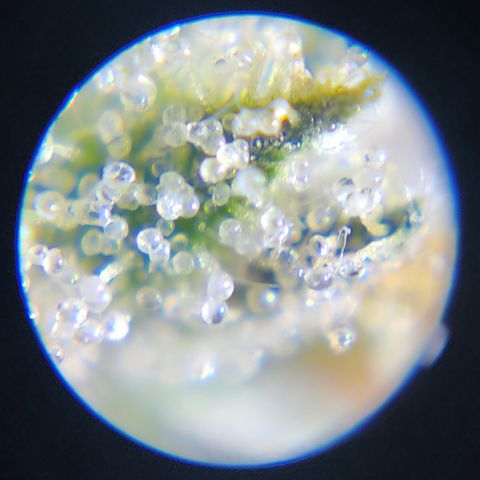 SUPER LEMON HAZE, MOBY-D, CRITICAL +2 & GORILLA GLUE #4 growlog timeline photo