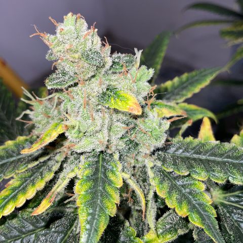 LAFANTA CBD growlog timeline photo
