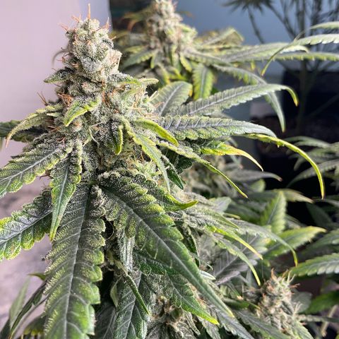 LAFANTA CBD growlog timeline photo