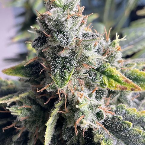LAFANTA CBD growlog timeline photo