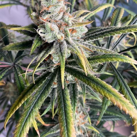 SUPER LEMON HAZE, MOBY-D, CRITICAL +2 & GORILLA GLUE #4 growlog timeline photo