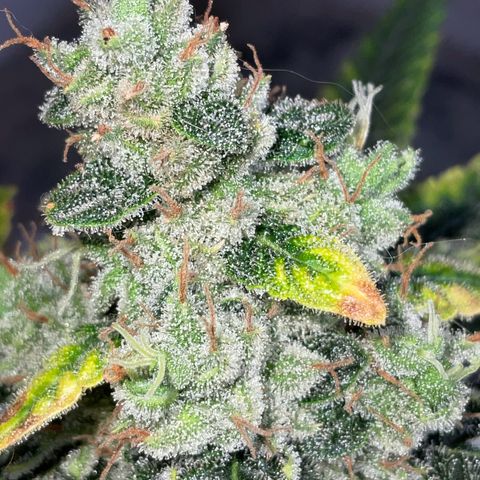 SUPER LEMON HAZE, MOBY-D, CRITICAL +2 & GORILLA GLUE #4 growlog timeline photo