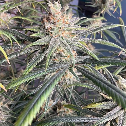 SUPER LEMON HAZE, MOBY-D, CRITICAL +2 & GORILLA GLUE #4 growlog timeline photo