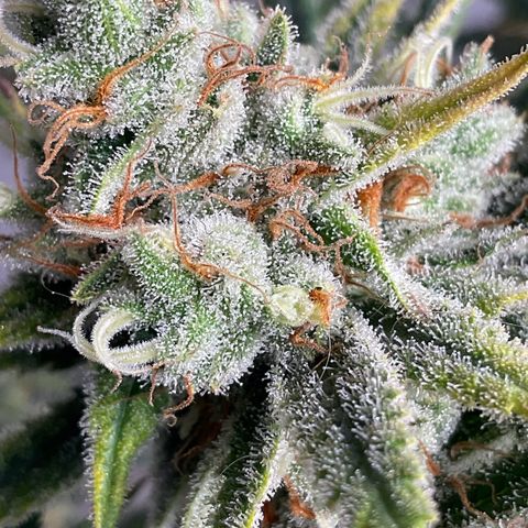 SUPER LEMON HAZE, MOBY-D, CRITICAL +2 & GORILLA GLUE #4 growlog timeline photo