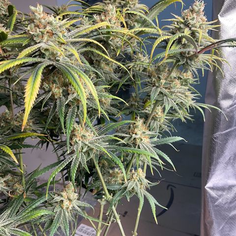 SUPER LEMON HAZE, MOBY-D, CRITICAL +2 & GORILLA GLUE #4 growlog timeline photo