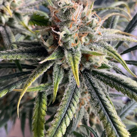 SUPER LEMON HAZE, MOBY-D, CRITICAL +2 & GORILLA GLUE #4 growlog timeline photo