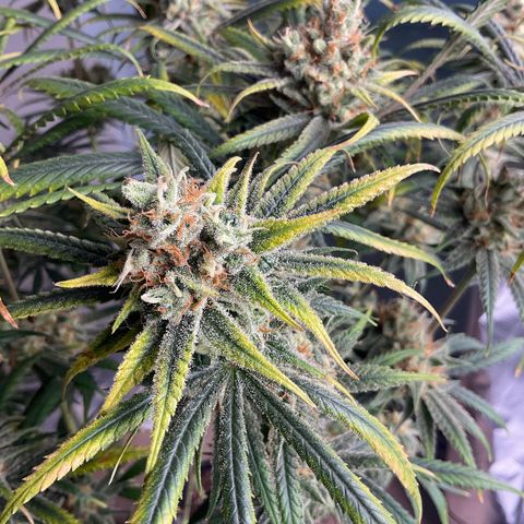 SUPER LEMON HAZE, MOBY-D, CRITICAL +2 & GORILLA GLUE #4 growlog timeline photo