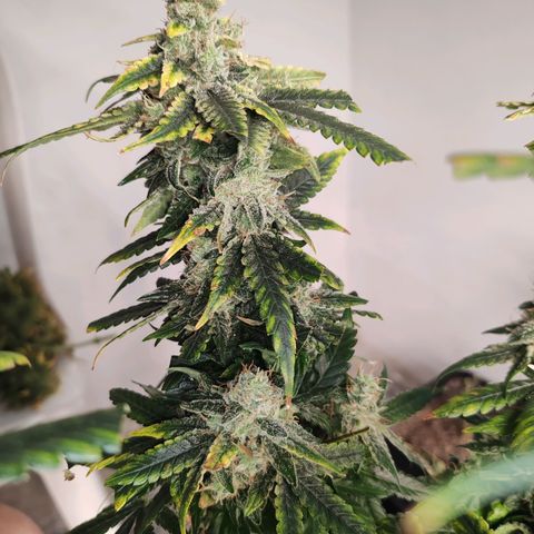 LAFANTA CBD growlog timeline photo