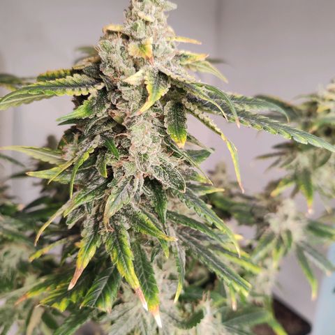 LAFANTA CBD growlog timeline photo