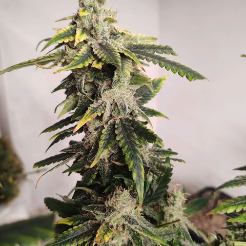 LAFANTA CBD growlog timeline photo