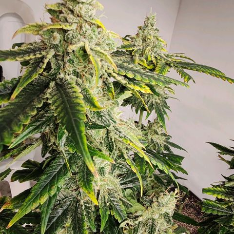LAFANTA CBD growlog timeline photo