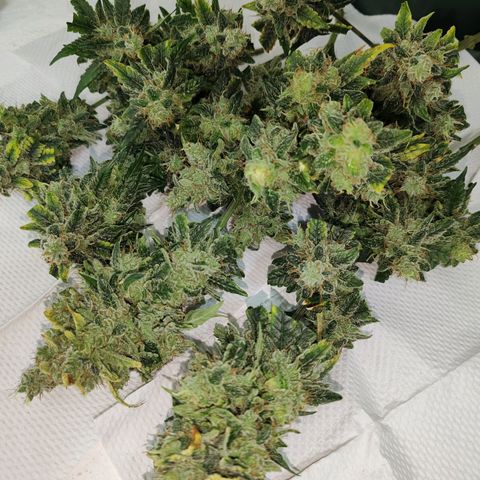 LAFANTA CBD growlog timeline photo